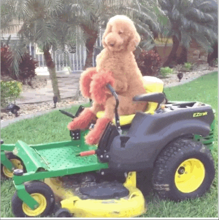 Golden Doodle Lol